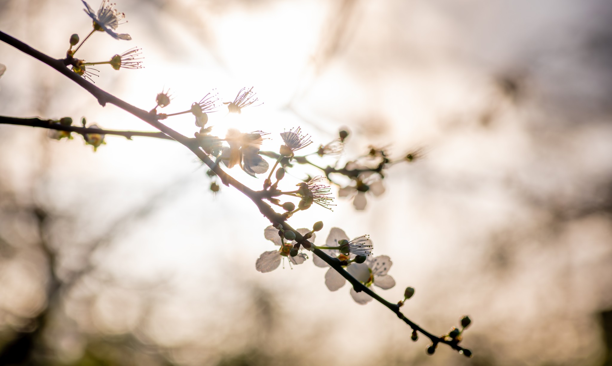 Close-up of white cherry blossom